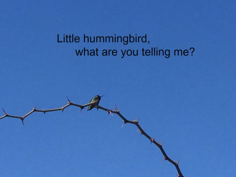 This sweet bird reminds me to go beyond conventional listening.