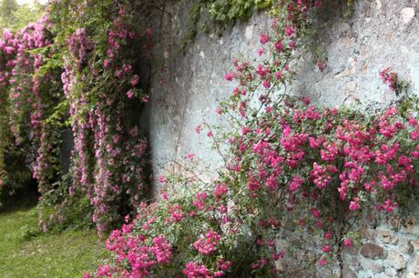 Roses in the Garden of Ninfa