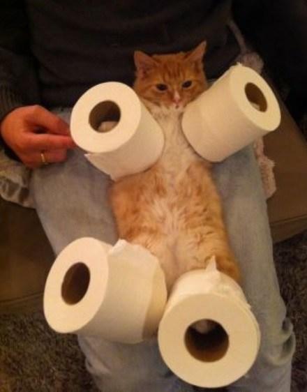 Top 10 Cats With Things on Their Legs Top 10 Cats With Things on Their Legs