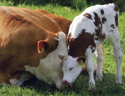 Cow-and-baby-cow