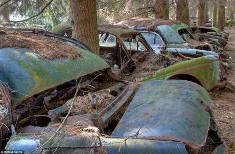 A car graveyard, one of four originally, all that remains of a car lot that was parked when US Army were returned to the US after WW2