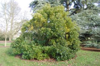 Lithocarpus edulis (08/02/2015, Kew Gardens, London)