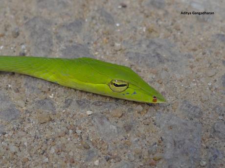 A dying green vine snake - victim of a roadkill. You actually see the light slowly dim away.