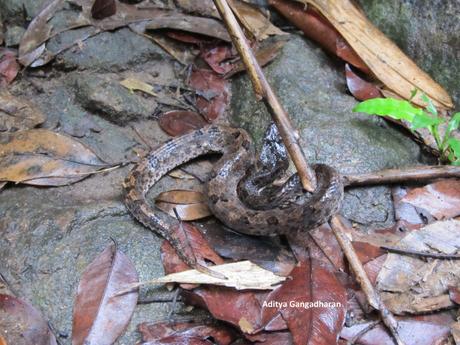 A dark brown snake is very difficult to spot in the monsoon rainforest leaf-litter
