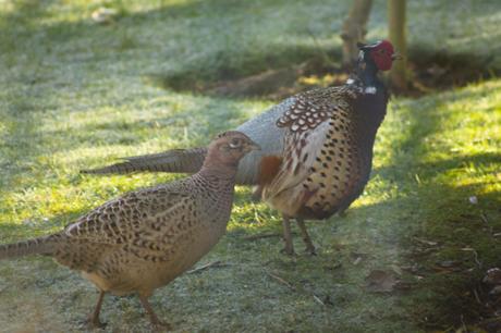 Male and Female Pheasant