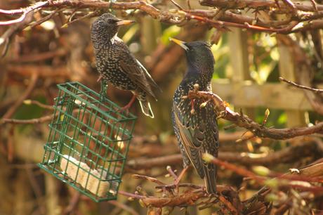Two Starlings - a mature bird and a juvenile 