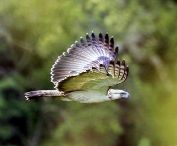 Philippines: Biodiversity 101 Picture