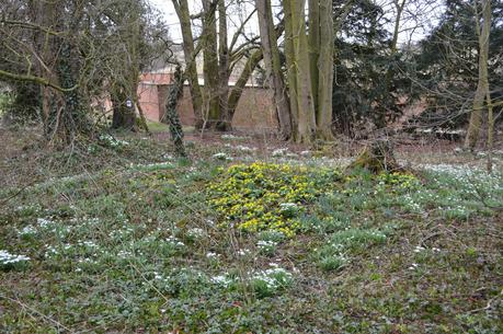 Launde Abbey snowdrops