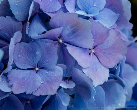 Blue Bigleaf Hydrangea Blossoms © 2014 Patty Hankins