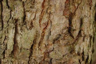 Quercus reticulata Bark (08/02/2015, Kew Gardens, London)