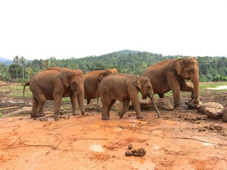 Pinnawala-Elephant-Orphanage (8)