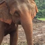 Pinnawala-Elephant-Orphanage (5)