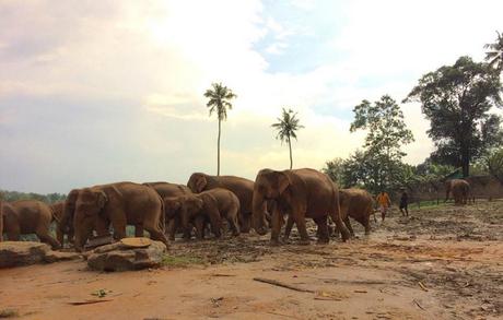 Pinnawala-Elephant-Orphanage (1)