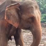 Pinnawala-Elephant-Orphanage (4)