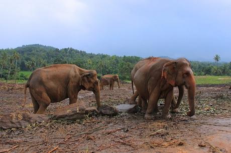 Pinnawala-Elephant-Orphanage (11)