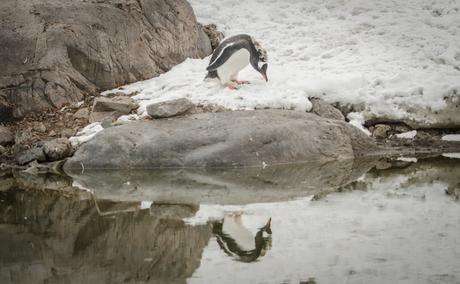Gentoo penguin at Damoy Point