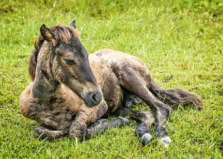 Protected Places Media Releases First iBook on the Outer Banks Colt