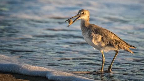 Protected Places Media Releases First iBook on the Outer Banks Willet02