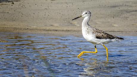 Protected Places Media Releases First iBook on the Outer Banks YellowLegs