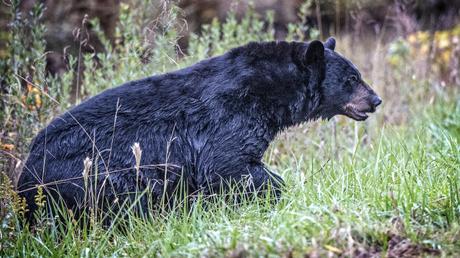 Protected Places Media Releases First iBook on the Outer Banks BearWet