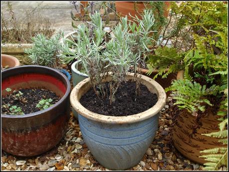 Tidying-up the pots. Tidying-up the pots.