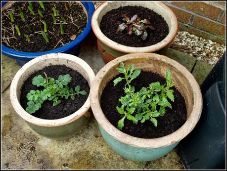 Tidying-up the pots. Tidying-up the pots.