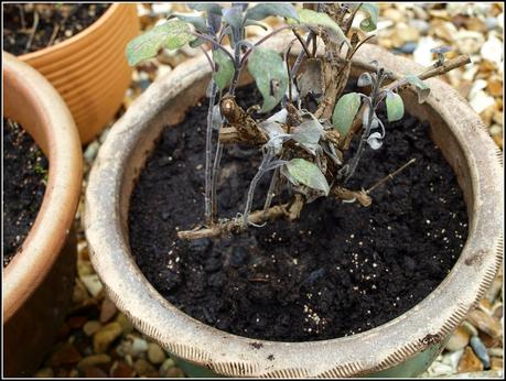 Tidying-up the pots. Tidying-up the pots.