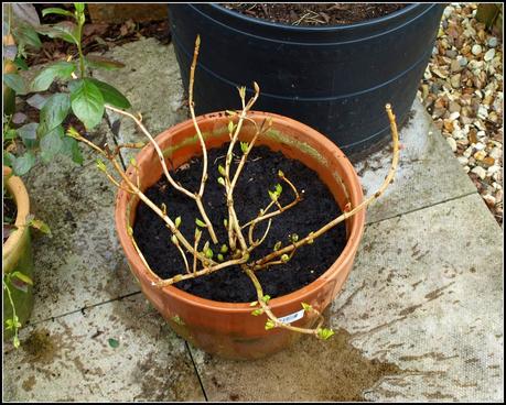 Tidying-up the pots. Tidying-up the pots.