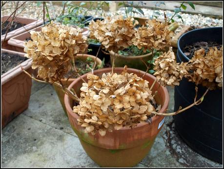 Tidying-up the pots. Tidying-up the pots.