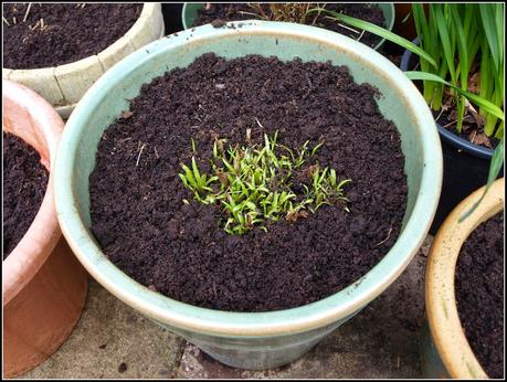 Tidying-up the pots. Tidying-up the pots.