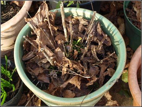 Tidying-up the pots. Tidying-up the pots.