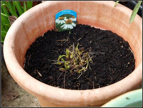 Tidying-up the pots. Tidying-up the pots.