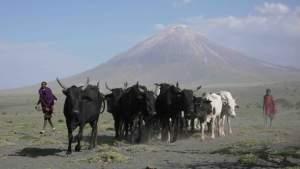 Maasai cows and lengai