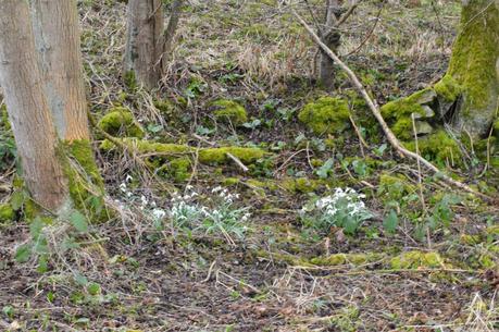 The snowdrop odyssey continues - Calke and Dimminsdale