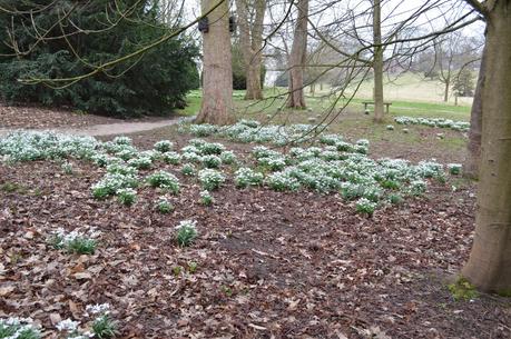 The snowdrop odyssey continues - Calke and Dimminsdale