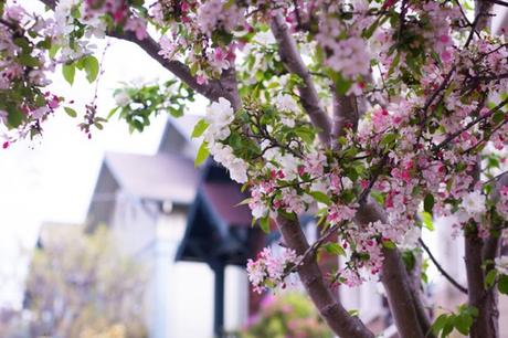 ARTmonday: Architecture in Art architecture-in-art-apple-blossoms