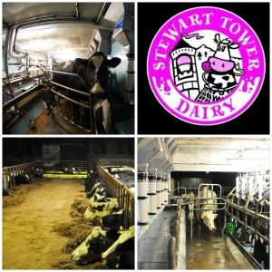 Producer: Stewart Tower Dairy, Stanley, Perthshire Stewart tower dairy ice cream Gleneagles Perthshire