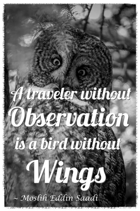 A traveler without observation is a bird without wings travel quote