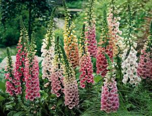 700 Year-old Murder Solved?: Did Foxglove Do In Cangrande della Scala? foxglove
