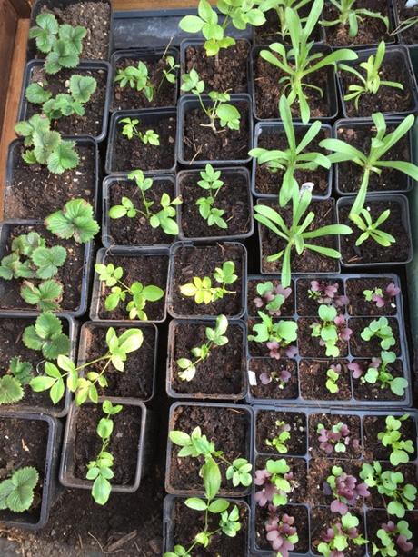 young seedlings full of life
