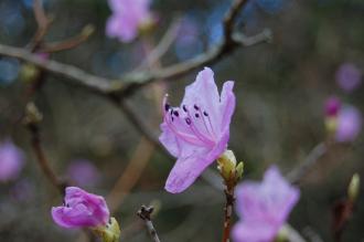 Rhododendron mucronulatum Flower (01/03/2015, Kew Gardens, London)