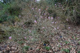 Rhododendron mucronulatum (01/03/2015, Kew Gardens, London)