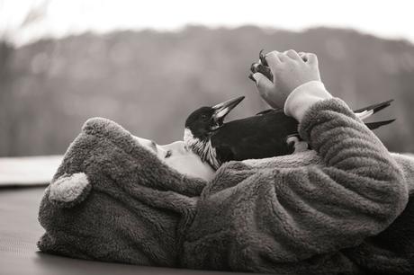 Rescued Magpie Becomes Lifelong Friend with the Family Who Saved Her Life penguin-magpie-rescue-friendship-bloom-family-australia-17