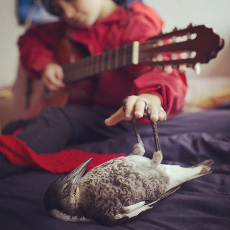Rescued Magpie Becomes Lifelong Friend with the Family Who Saved Her Life penguin-magpie-rescue-friendship-bloom-family-australia-5