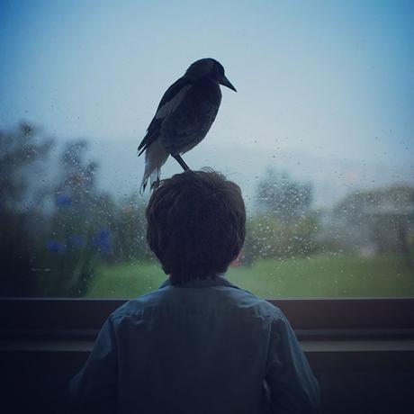 Rescued Magpie Becomes Lifelong Friend with the Family Who Saved Her Life penguin-magpie-rescue-friendship-bloom-family-australia-30