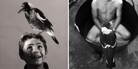 Rescued Magpie Becomes Lifelong Friend with the Family Who Saved Her Life penguin-magpie-rescue-friendship-bloom-family-australia-28