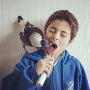 Rescued Magpie Becomes Lifelong Friend with the Family Who Saved Her Life magpie teeth