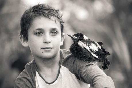 Rescued Magpie Becomes Lifelong Friend with the Family Who Saved Her Life penguin-magpie-rescue-friendship-bloom-family-australia-3