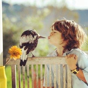 Rescued Magpie Becomes Lifelong Friend with the Family Who Saved Her Life MAGPIE KISS