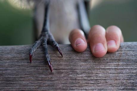 Rescued Magpie Becomes Lifelong Friend with the Family Who Saved Her Life penguin-magpie-rescue-friendship-bloom-family-australia-33